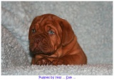 pups2007 056